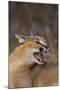 Caracal-DLILLC-Mounted Photographic Print