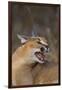 Caracal-DLILLC-Framed Photographic Print