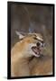 Caracal-DLILLC-Framed Photographic Print