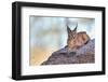 Caracal-Alessandro Catta-Framed Photographic Print