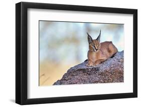 Caracal-Alessandro Catta-Framed Photographic Print