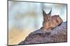 Caracal-Alessandro Catta-Mounted Photographic Print