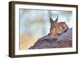 Caracal-Alessandro Catta-Framed Photographic Print