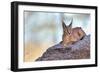 Caracal-Alessandro Catta-Framed Photographic Print