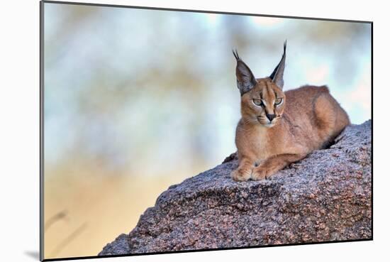 Caracal-Alessandro Catta-Mounted Photographic Print