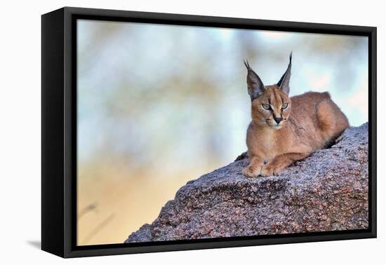 Caracal-Alessandro Catta-Framed Stretched Canvas