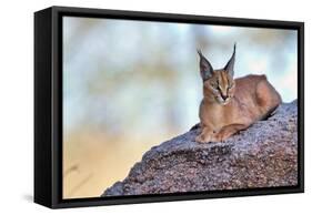 Caracal-Alessandro Catta-Framed Stretched Canvas