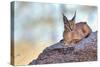 Caracal-Alessandro Catta-Stretched Canvas