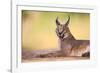 Caracal-Hillebrand Breuker-Framed Photographic Print