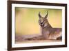 Caracal-Hillebrand Breuker-Framed Photographic Print