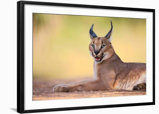 Caracal-Hillebrand Breuker-Framed Photographic Print