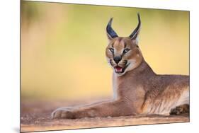 Caracal-Hillebrand Breuker-Mounted Photographic Print