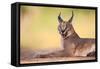 Caracal-Hillebrand Breuker-Framed Stretched Canvas