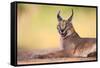 Caracal-Hillebrand Breuker-Framed Stretched Canvas