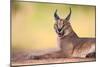 Caracal-Hillebrand Breuker-Mounted Photographic Print