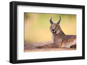 Caracal-Hillebrand Breuker-Framed Photographic Print