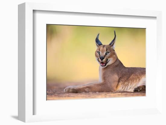 Caracal-Hillebrand Breuker-Framed Photographic Print