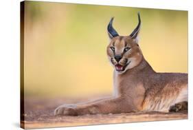 Caracal-Hillebrand Breuker-Stretched Canvas