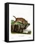 Caracal-null-Framed Stretched Canvas