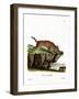 Caracal-null-Framed Giclee Print