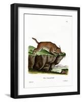 Caracal-null-Framed Giclee Print