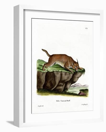 Caracal-null-Framed Giclee Print