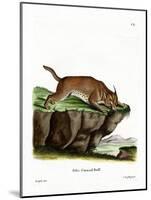 Caracal-null-Mounted Giclee Print