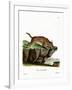 Caracal-null-Framed Giclee Print