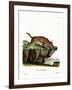 Caracal-null-Framed Giclee Print