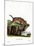 Caracal-null-Mounted Giclee Print