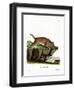 Caracal-null-Framed Giclee Print