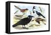 Caracara Eagle, Crow, and Kingfisher-Theodore Jasper-Framed Stretched Canvas