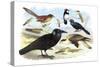 Caracara Eagle, Crow, and Kingfisher-Theodore Jasper-Stretched Canvas