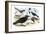 Caracara Eagle, Crow, and Kingfisher-Theodore Jasper-Framed Art Print