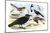 Caracara Eagle, Crow, and Kingfisher-Theodore Jasper-Mounted Art Print