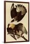 Caracaras-John James Audubon-Framed Giclee Print