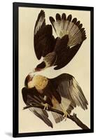 Caracaras-John James Audubon-Framed Giclee Print