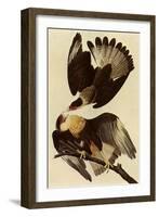 Caracaras-John James Audubon-Framed Giclee Print