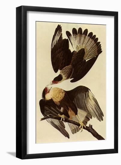 Caracaras-John James Audubon-Framed Giclee Print