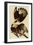 Caracaras-John James Audubon-Framed Giclee Print