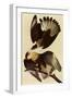 Caracaras-John James Audubon-Framed Giclee Print