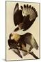 Caracaras-John James Audubon-Mounted Giclee Print