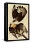 Caracaras-John James Audubon-Framed Stretched Canvas