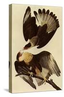 Caracaras-John James Audubon-Stretched Canvas