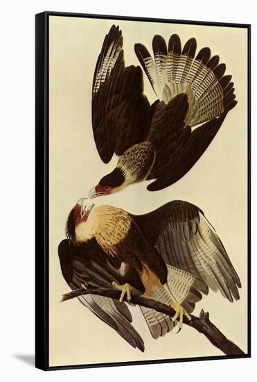 Caracaras-John James Audubon-Framed Stretched Canvas