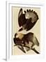 Caracaras-John James Audubon-Framed Premium Giclee Print
