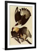 Caracaras-John James Audubon-Framed Premium Giclee Print