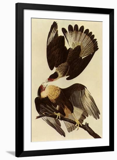 Caracaras-John James Audubon-Framed Premium Giclee Print