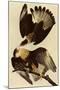 Caracaras-John James Audubon-Mounted Premium Giclee Print