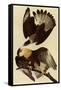 Caracaras-John James Audubon-Framed Stretched Canvas